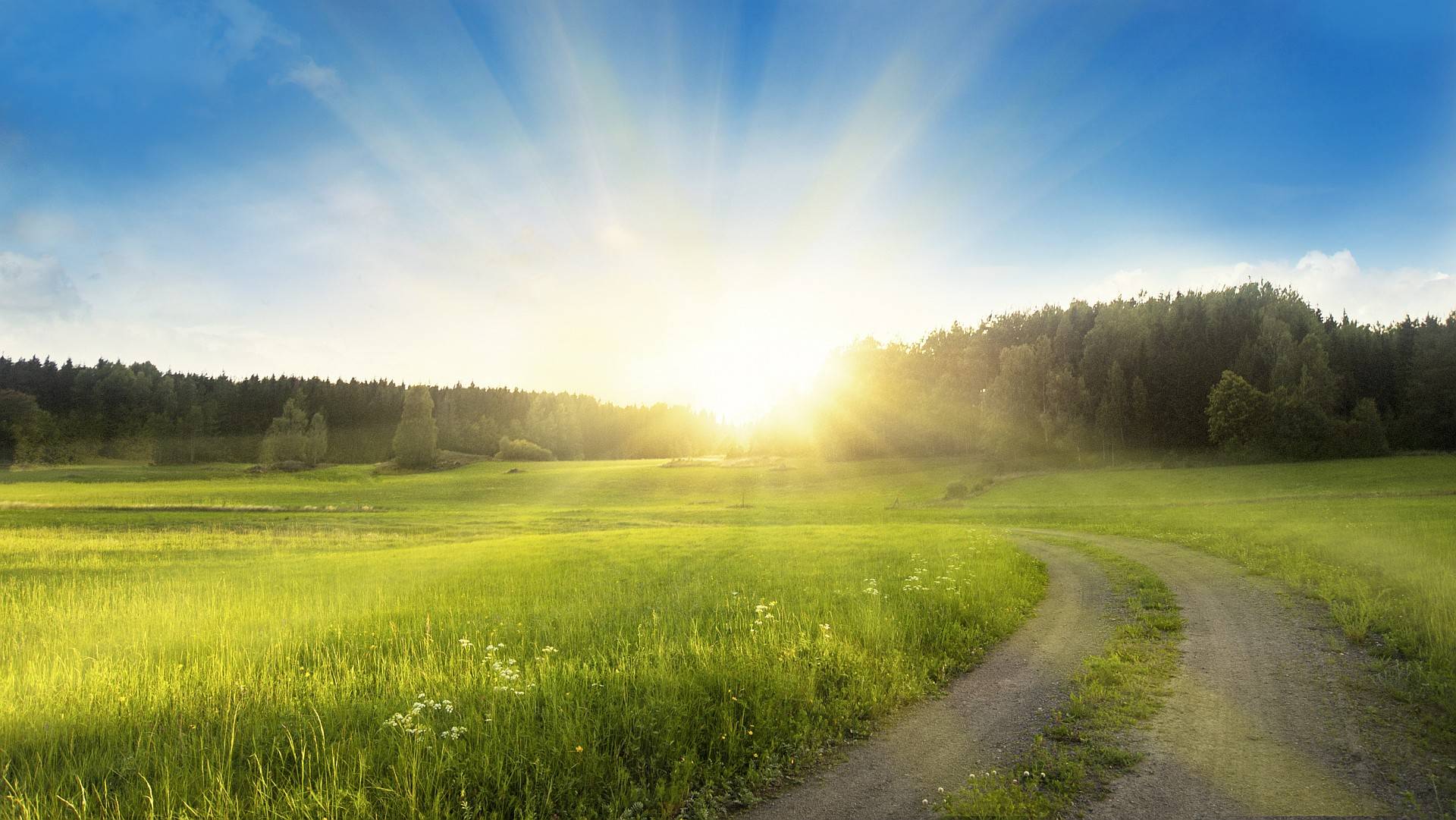 Sonnenaufgang über grüner Wiese mit Wald im Hintergrund. Ein Feldweg führt ins Bild. 